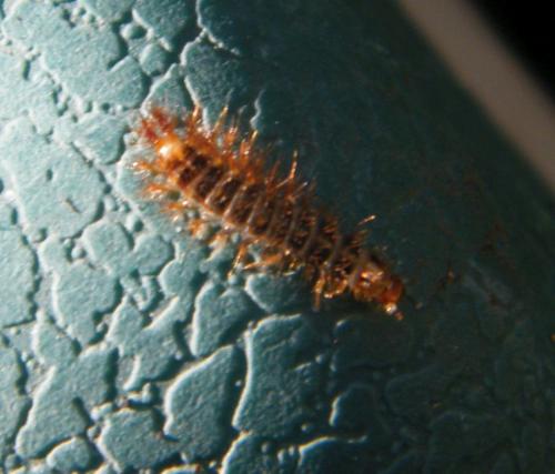 Drilus flavescens